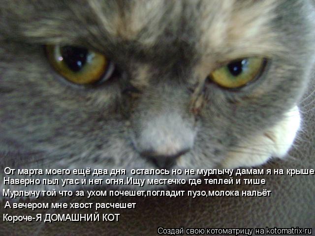 Котоматрица: От марта моего ещё два дня  осталось но не мурлычу дамам я на крыше Наверно пыл угас и нет огня.Ищу местечко где теплей и тише Мурлычу той что