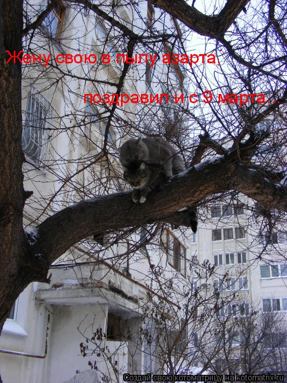 Котоматрица: Жену свою в пылу азарта, поздравил и с 9 марта...