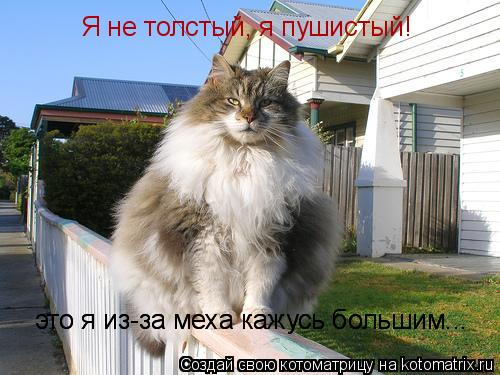 Котоматрица: Я не толстый, я пушистый! это я из-за меха кажусь большим... это я из-за меха кажусь большим...