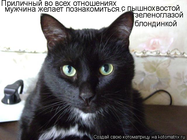 Котоматрица: Приличный во всех отношениях  мужчина желает познакомиться.. с пышнохвостой   гзеленоглазой блондинкой