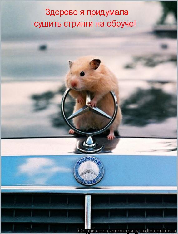 Котоматрица: Здорово я придумала  сушить стринги на обруче!