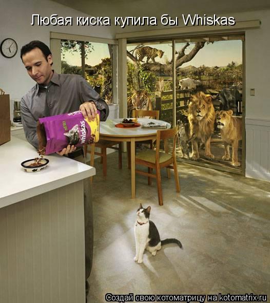 Котоматрица: Любая киска купила бы Whiskas