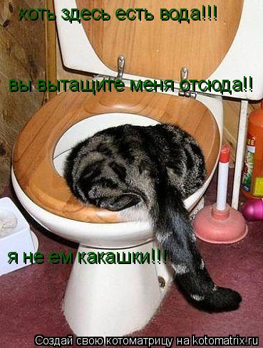 Котоматрица: хоть здесь есть вода!!! я не ем какашки!!! вы вытащите меня отсюда!!