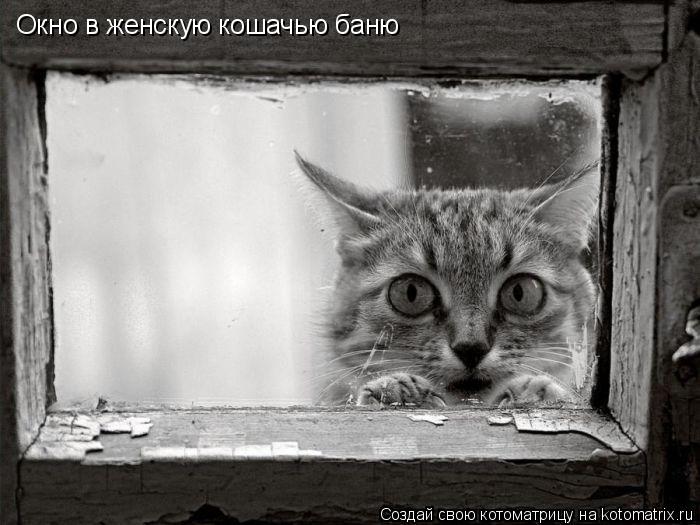 Котоматрица: Окно в женскую кошачью баню