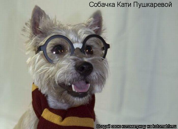 Котоматрица: Собачка Кати Пушкаревой