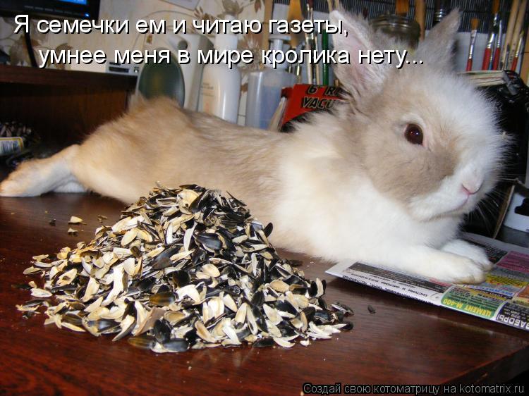 Котоматрица: Я семечки ем и читаю газеты, умнее меня в мире кролика нету...