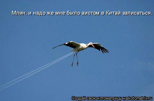 Котоматрица: Млин, и надо же мне было аистом в Китай записаться.