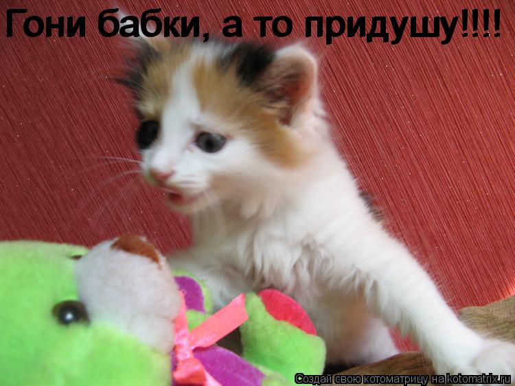 Котоматрица: Гони бабки, а то придушу!!!! Гони бабки, а то придушу!!!!