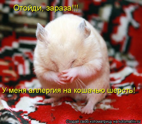 Котоматрица: Отойди, зараза!!! У меня аллергия на кошачью шерсть!