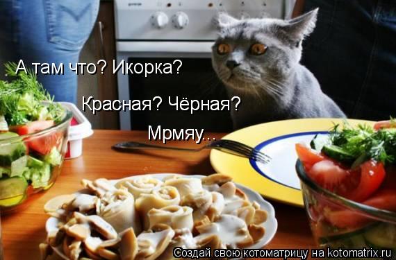 Котоматрица: А там что? Икорка? Красная? Чёрная? Красная? Чёрная? Мрмяу... Мрмяу...