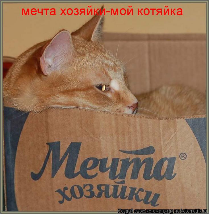 Котоматрица: мечта хозяйки-мой котяйка