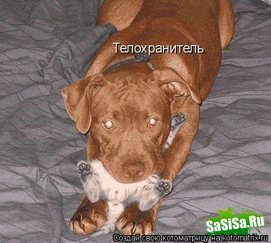 Котоматрица: Телохранитель