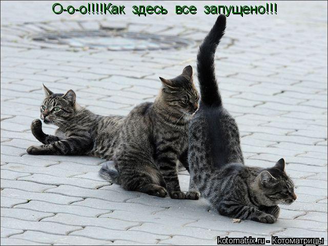 Котоматрица: О-о-о!!!!Как  здесь  все  запущено!!!