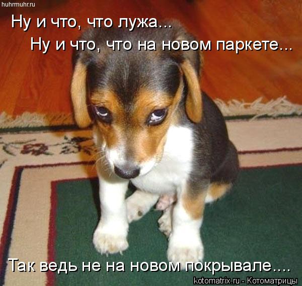 Котоматрица: Ну и что, что лужа... Ну и что, что на новом паркете... Так ведь не на новом покрывале....