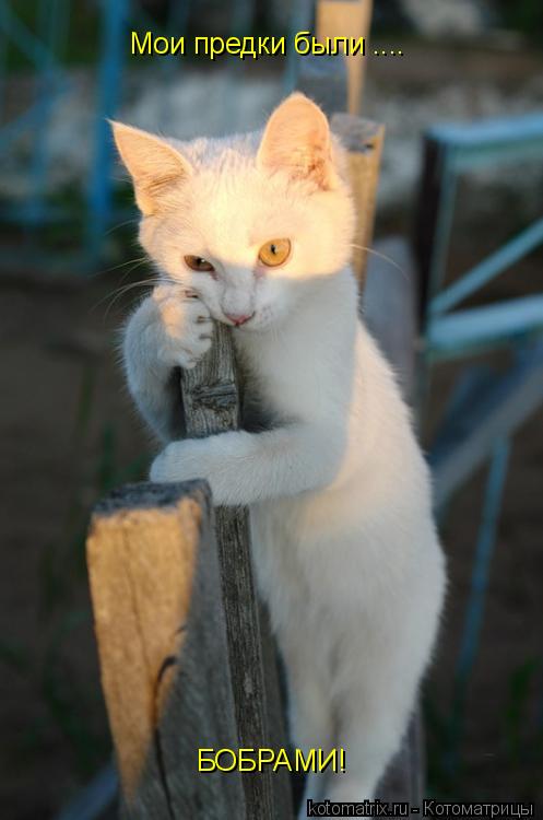 Котоматрица: Мои предки были .... БОБРАМИ!