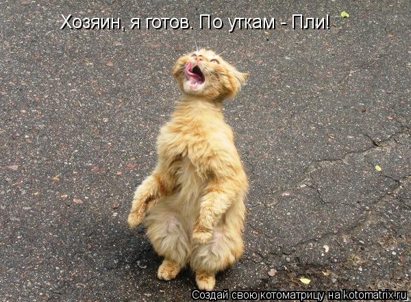 Котоматрица: Хозяин, я готов. По уткам - Пли!
