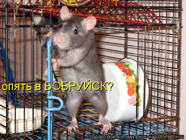 Котоматрица: опять в БОБРУЙСК?