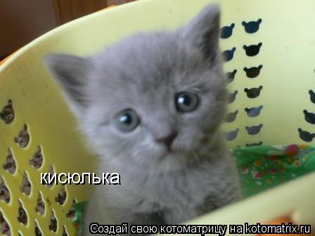 Котоматрица: кисюлька