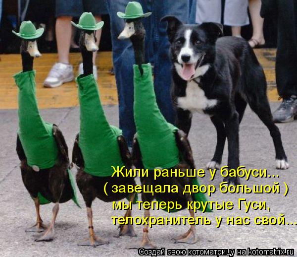 Котоматрица: Жили раньше у бабуси... ( завещала двор большой ) мы теперь крутые Гуси, телохранитель у нас свой...