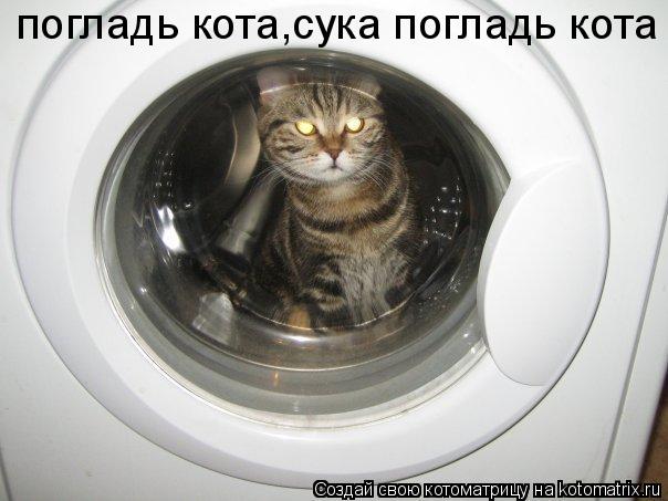Котоматрица: погладь кота,сука погладь кота