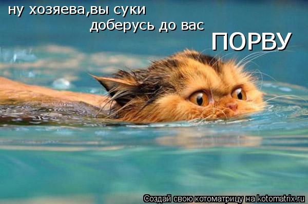 Котоматрица: ну хозяева,вы суки доберусь до вас ПОРВУ ПОРВУ