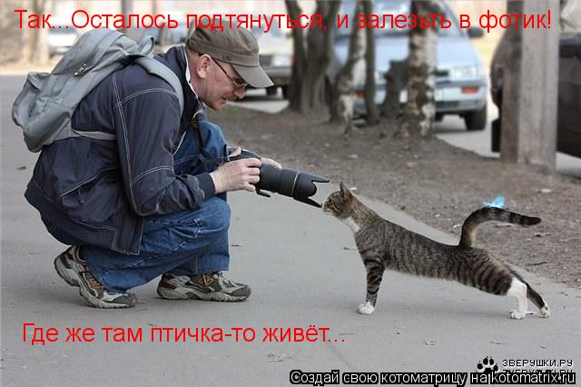 Котоматрица: Так...Осталось подтянуться, и залезьть в фотик! Где же там птичка-то живёт...