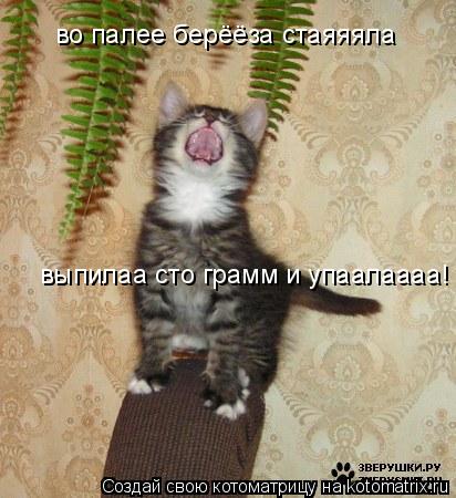 Котоматрица: во палее берёёза стаяяяла выпилаа сто грамм и упаалаааа!
