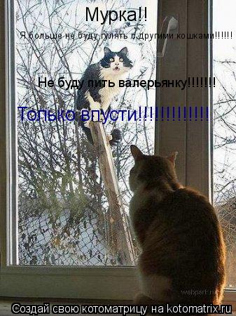 Котоматрица: Мурка!! Я больше не буду гулять с другими кошками!!!!!! Не буду пить валерьянку!!!!!!! Только впусти!!!!!!!!!!!!!