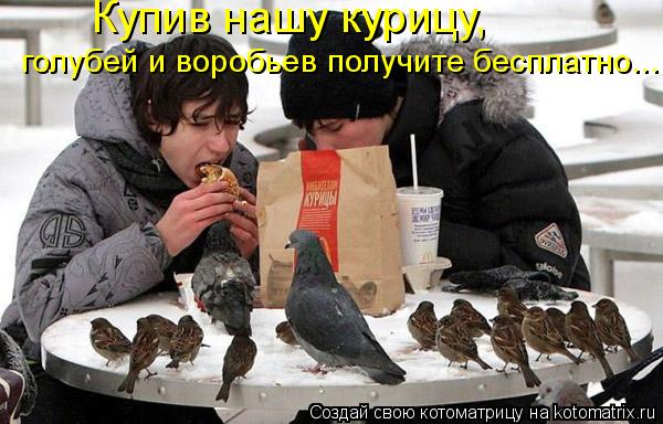Купив нашу курицу, голубей и воробьев получите бесплатно...... Котоматрица: Купив нашу курицу, голубей и воробьев получите бесплатно...
