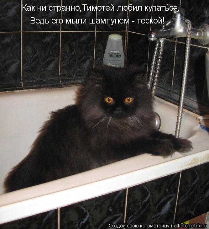 Котоматрица: Как ни странно,Тимотей любил купаться. Ведь его мыли шампунем - теской!