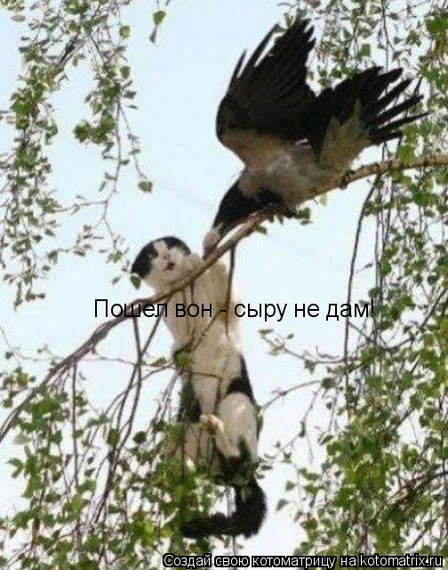 Котоматрица: Пошел вон - сыру не дам!