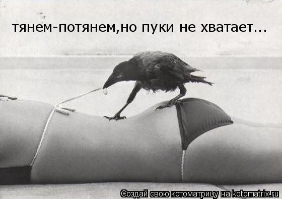 Котоматрица: тянем-потянем,но пуки не хватает...