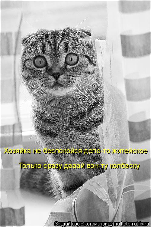 Котоматрица: Хозяйка ну делото Хозяйка не беспокойся дело-то житейское Только сразу дааай вон-ту колбаску