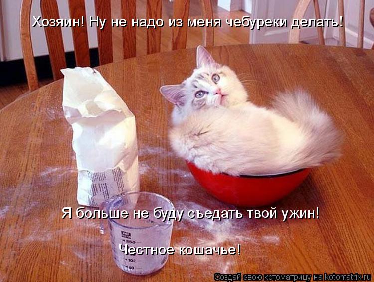Котоматрица: Хозяин! Ну не надо из меня чебуреки делать! Я больше не буду съедать твой ужин!  Честное кошачье!