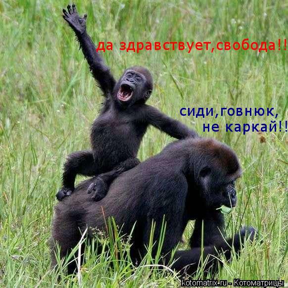да здравствует,свобода!!! сиди,говнюк, не каркай!!... Котоматрица: да здравствует,свобода!!! сиди,говнюк, не каркай!!