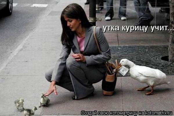 Котоматрица: утка курицу учит...