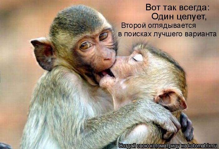 Котоматрица: Вот так всегда: Один целует,  Второй оглядывается  в поисках лучшего варианта