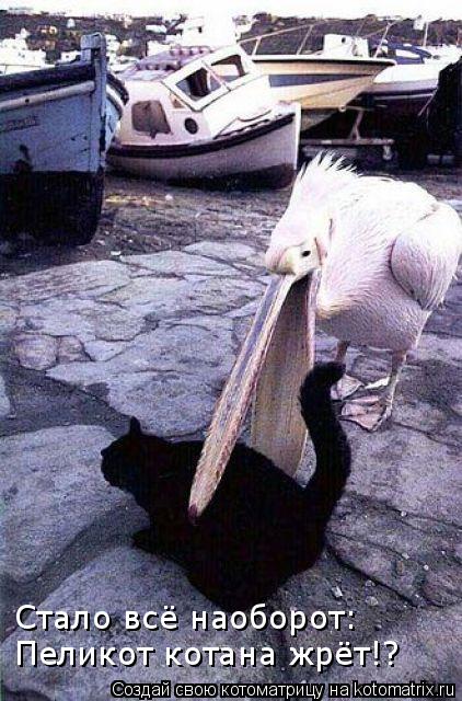 Котоматрица: Стало всё наоборот: Пеликот котана жрёт!?