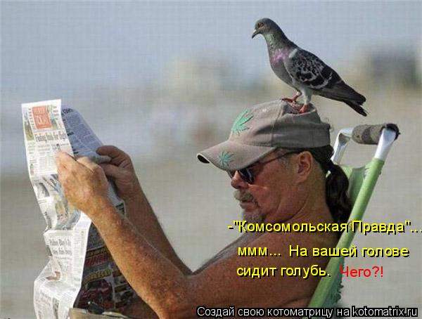 Котоматрица: -"Комсомольская Правда"...  ммм... На вашей голове сидит голубь. Чего?!