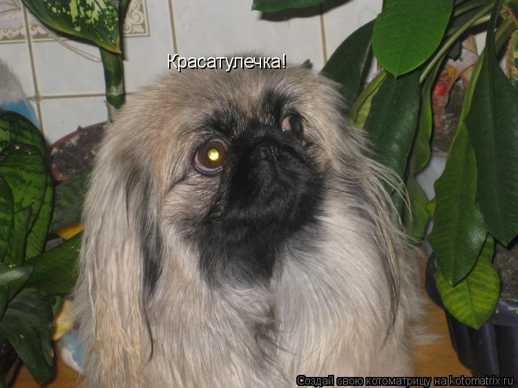 Котоматрица: Красатулечка!