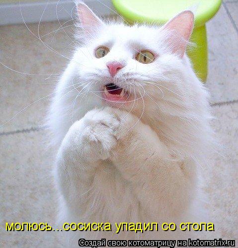 Котоматрица: молюсь...сосиска упадил со стола