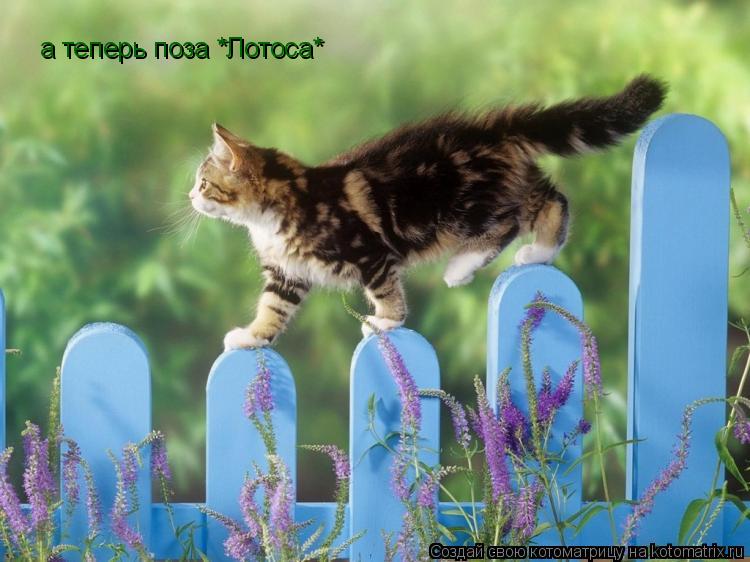 Котоматрица: а теперь поза *Лотоса*