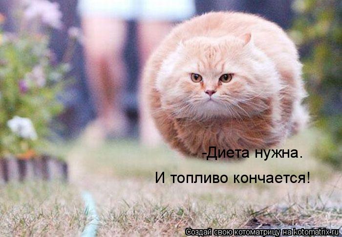 Котоматрица: -Диета нужна. И топливо кончается!