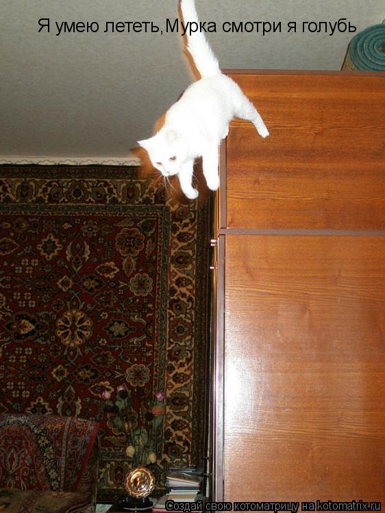 Котоматрица: Я умею лететь,Мурка смотри я голубь