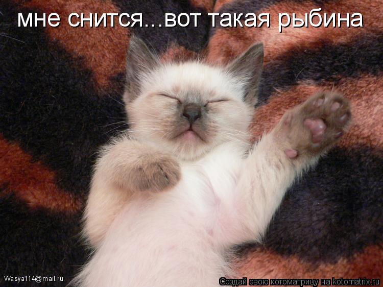 Котоматрица: мне снится...вот такая рыбина Wasya114@mail.ru