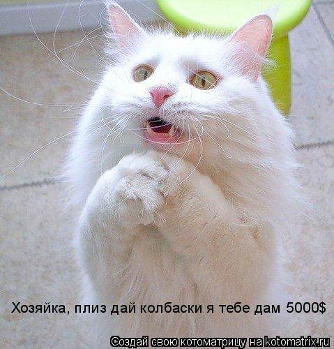 Котоматрица: Хозяйка, плиз дай колбаски я тебе дам 5000$