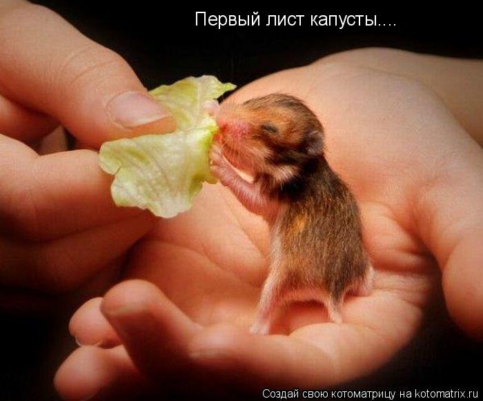Котоматрица: Первый лист капусты....
