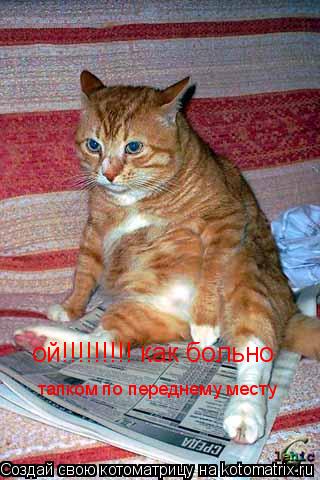 Котоматрица: ой!!!!!!!!! как больно тапком по переднему месту
