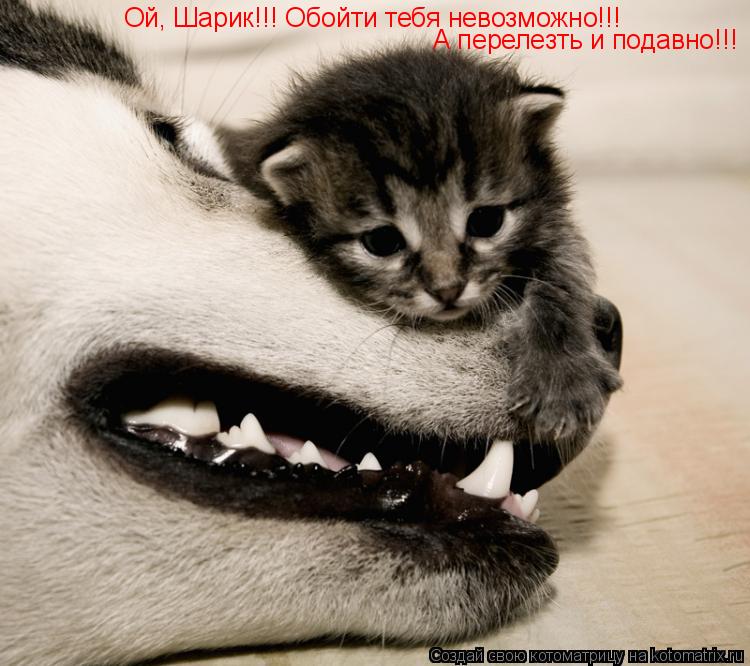 Котоматрица: Ой, Шарик!!! Обойти тебя невозможно!!! А перелезть и подавно!!!