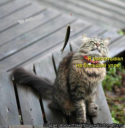 Котоматрица: -Я расчитывал  на больший улов...